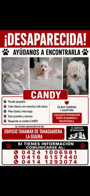 Candy — foto 2