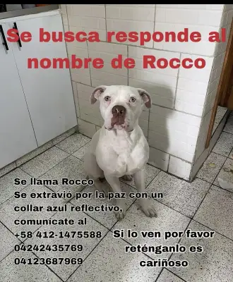 Rocco