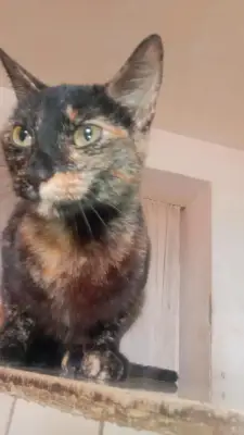 Negra