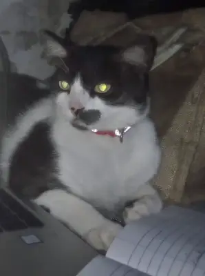 Tom