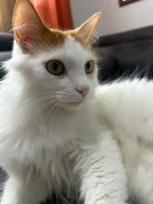 Nina