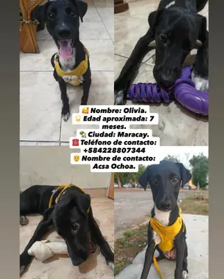 Oñivia