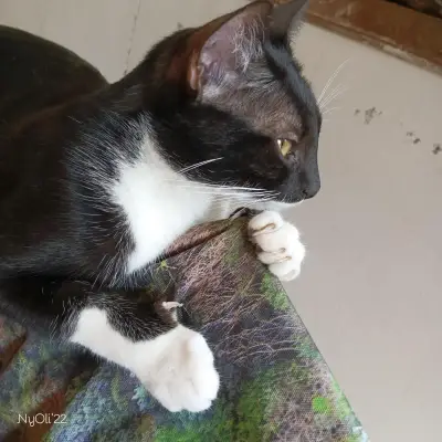 Botitas
