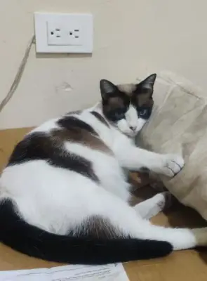 Blanca