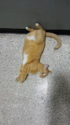 Catira