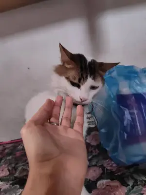 Dominique/Tito — foto 2