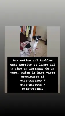 Perro perdido