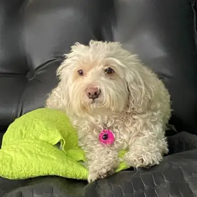 Kuki