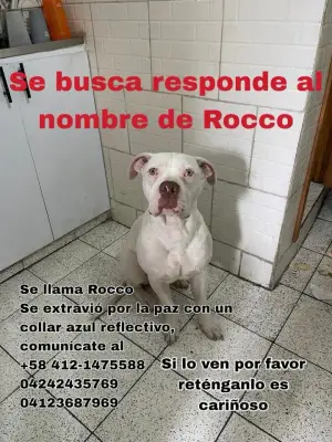 Rocco