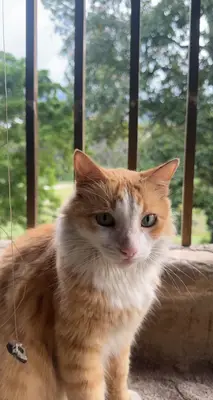 Gato — foto 2