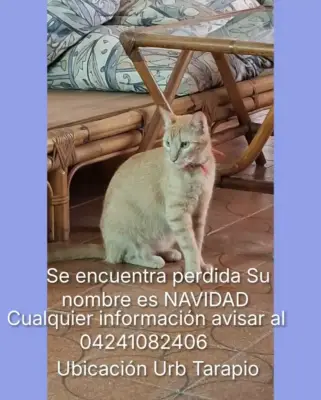 Navidad