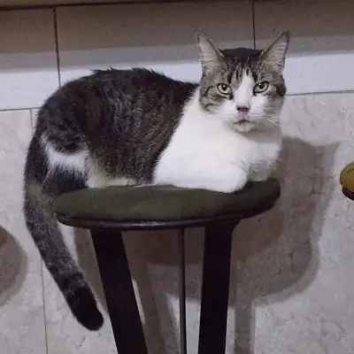 Coco