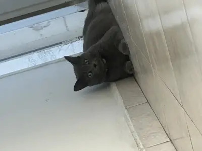 Apolo
