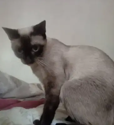 Arya o Chichi