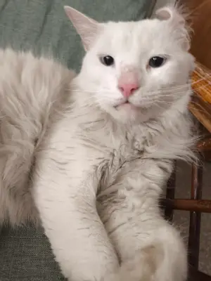 Copito — foto 2