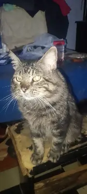 Azabache