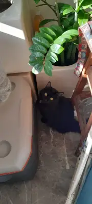 Blacky