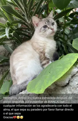 Bianca