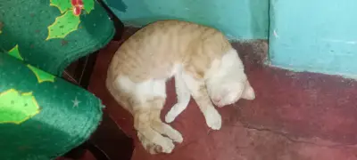 Arequipe — foto 2