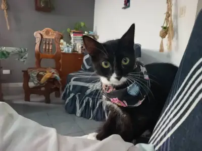 Bella