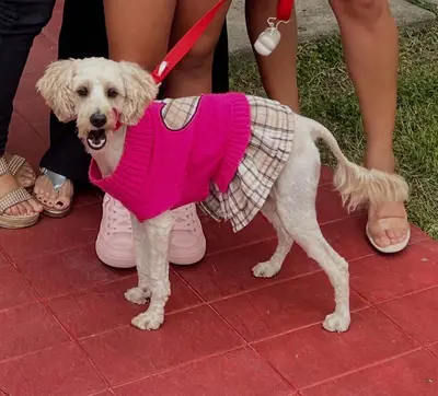 Estrellita