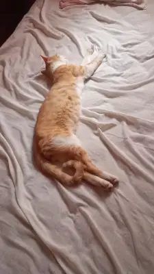 Arequipe — foto 4