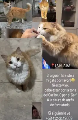 Gato perdido