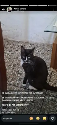 Kitty