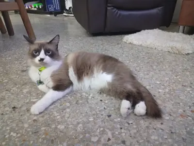 Paco