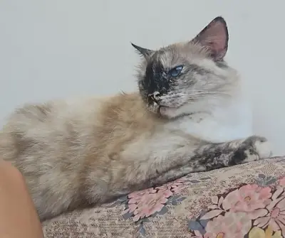 Hanna
