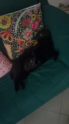 Pepper, reunida con su familia — foto 2
