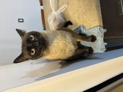 Coco