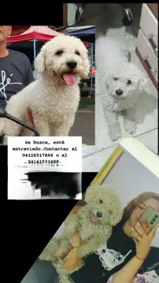 Su nombre Es HONEY