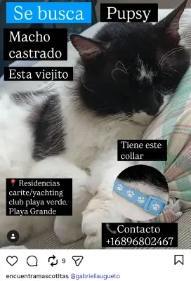 Pupsy