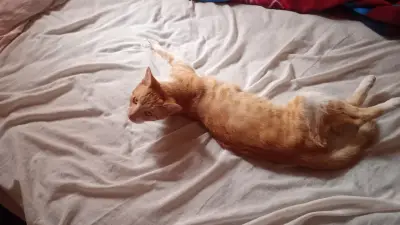 Arequipe — foto 3