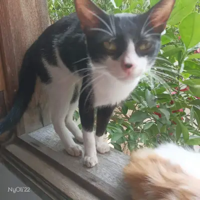 Motolito