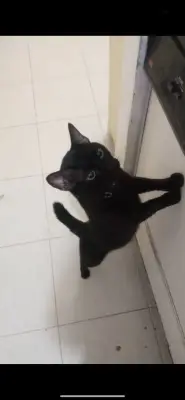 Sirius
