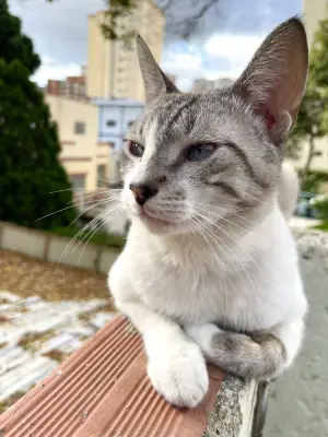 Benito