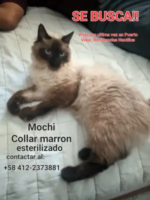 Perro perdido