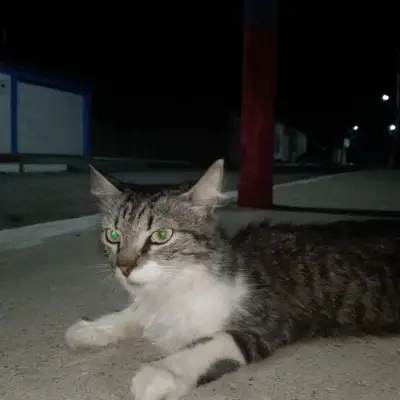 Pelusa