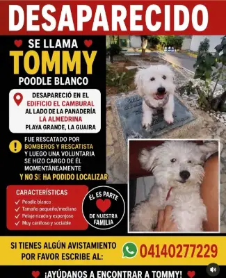 Tommy