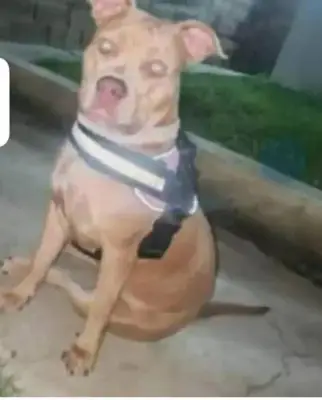Canela