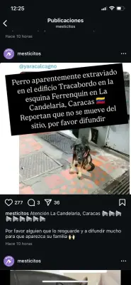 Perro extraviado