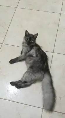 Nobu — foto 4