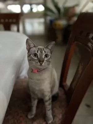 Se llama duquesa, una gata de dos años