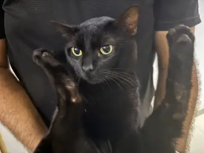 blaky