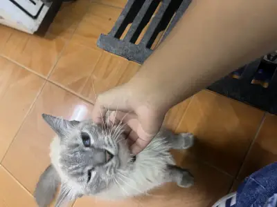Blanca