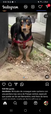 Perro perdido
