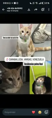Perro