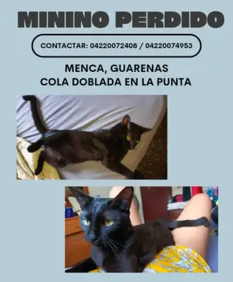 Gato perdido